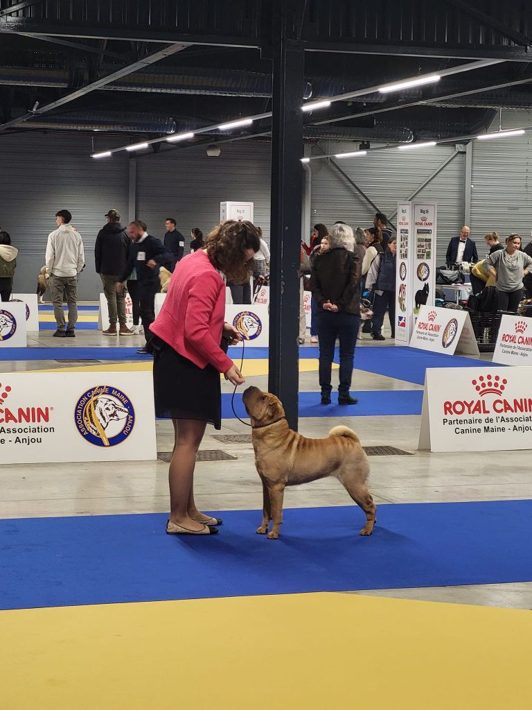 CH. Ti amo du grain de beauté - CIF : 1ère Excellent - CACS - BOS - Best In Show Couple