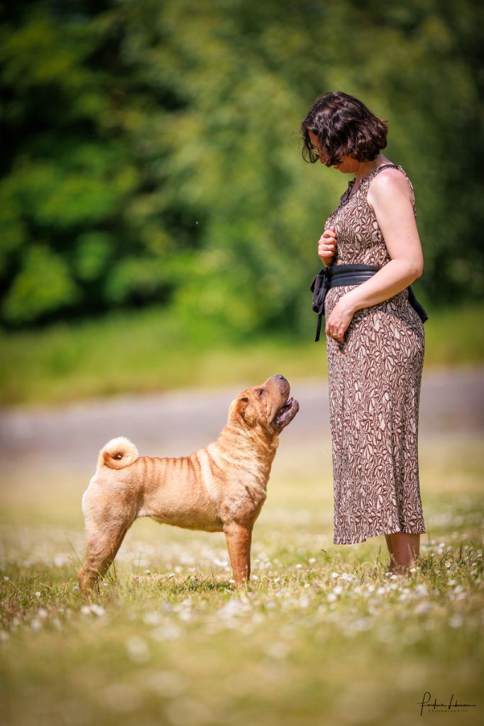 CH. Ti amo du grain de beauté - CIF : 1ère Excellent - CACS - BOB - Best Of Group - Réserve Best In Show