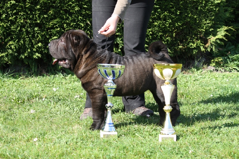 Face silver black du grain de beauté - Classe Baby mâle : 1er Très Prometteur-MEILLEUR BABY -MEILLEUR ESPOIR