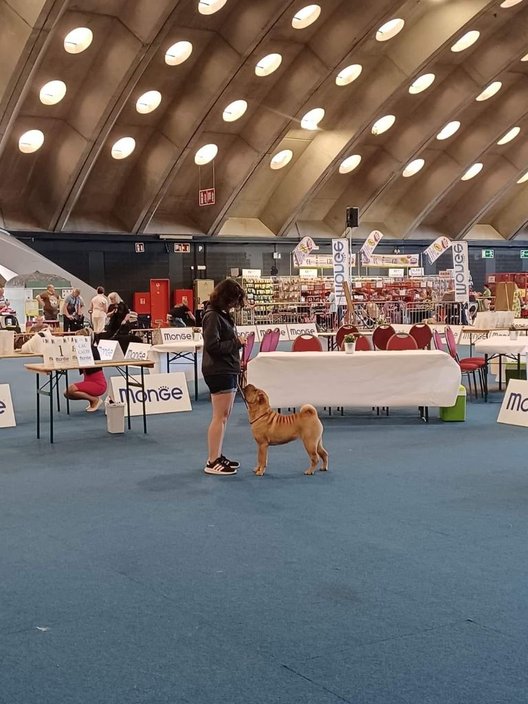 CH. Ti amo du grain de beauté - CIF : 1ère Excellent - CAC CACIB -3ème Best In Show couple