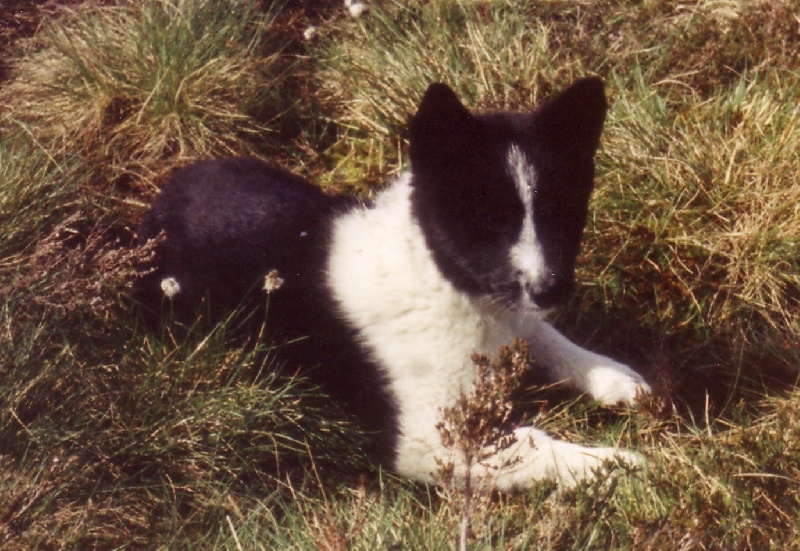 CH. Luvia-lutine (Sans Affixe)