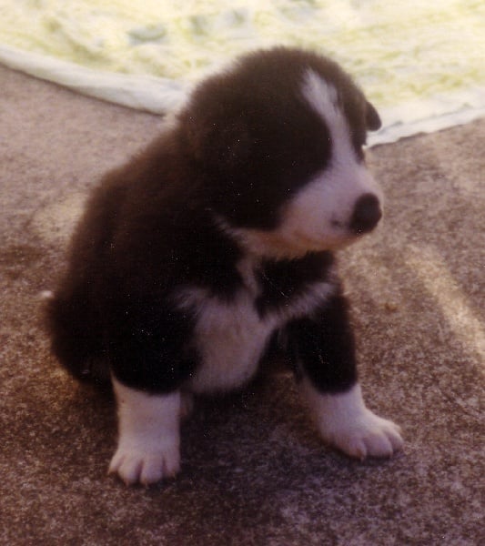 Freki de la Côte des Lutins