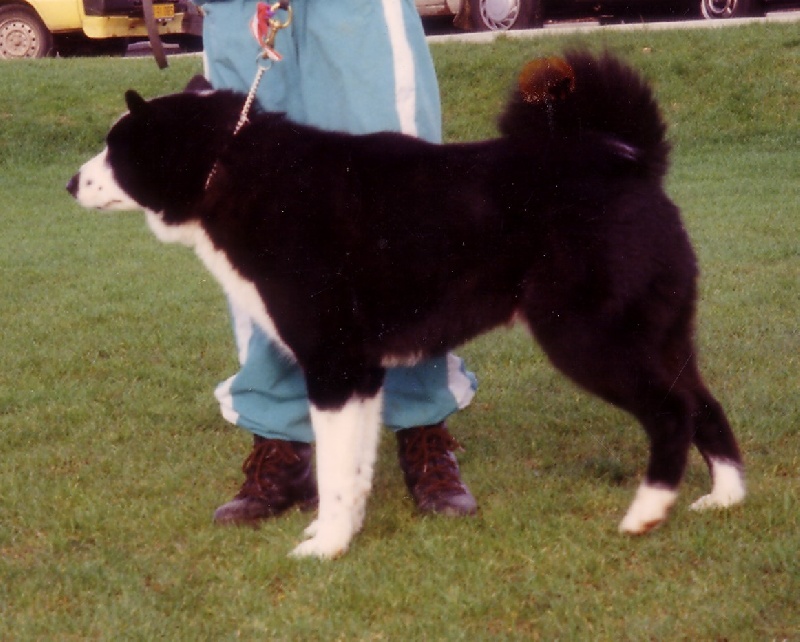 CH. Finnmark de la Côte des Lutins