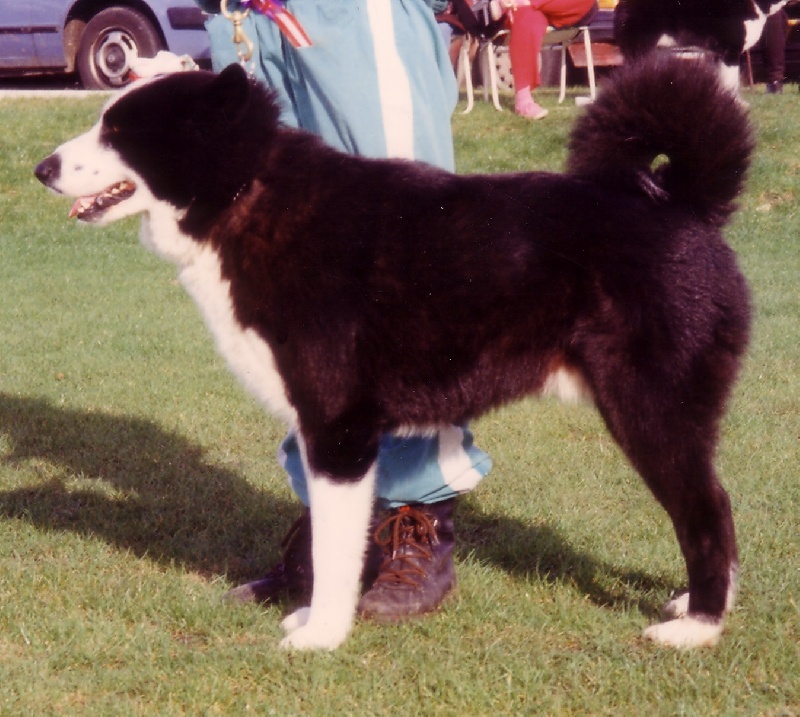 CH. Finnmark de la Côte des Lutins