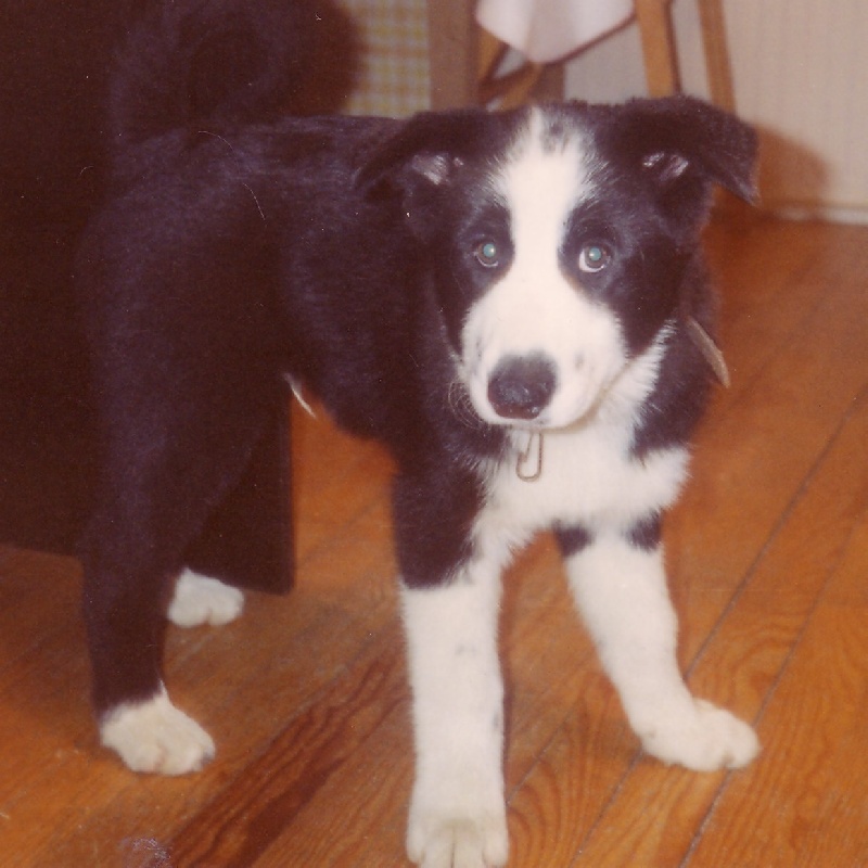 CH. Finnmark de la Côte des Lutins