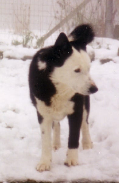 Freya de la Côte des Lutins