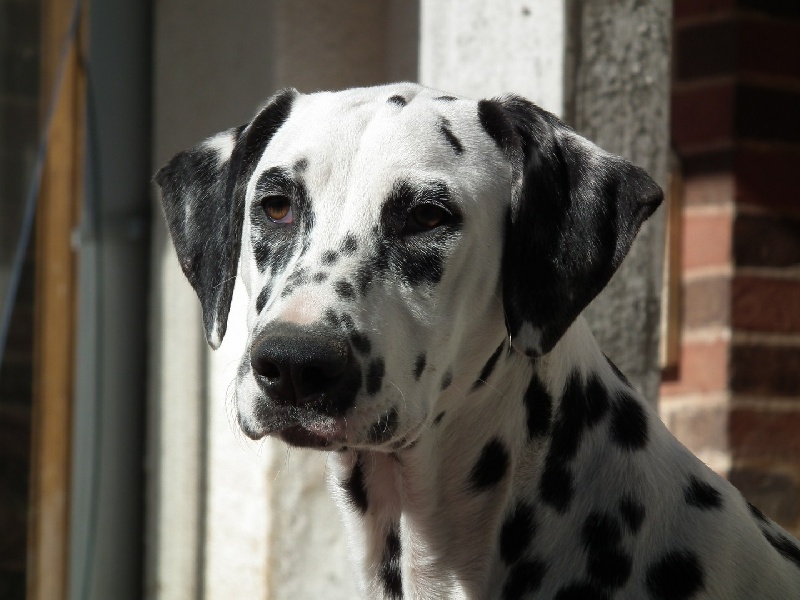 Publication : du Reflet de la Lune d'Argent Auteur : Jeannine Poulain