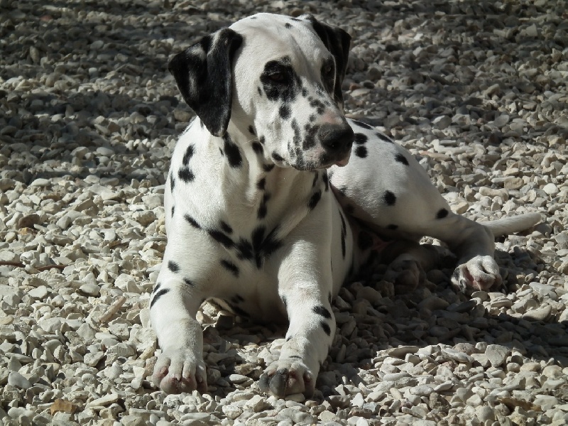Publication : du Reflet de la Lune d'Argent Auteur : Jeannine Poulain
