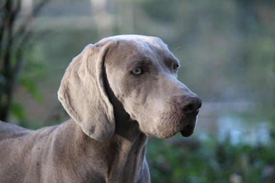 Publication : du Reflet de la Lune d'Argent Auteur : Jeannine Poulain
