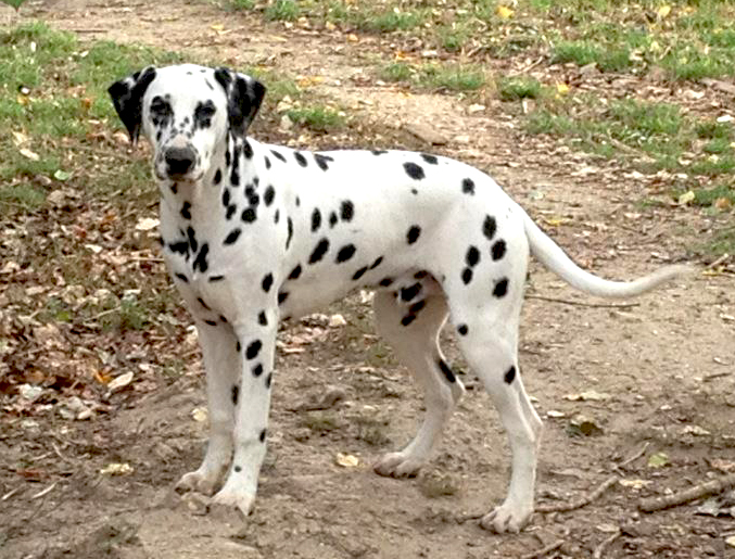 Publication : du Reflet de la Lune d'Argent Auteur : Jeannine Poulain