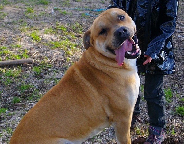 Publication : hasta siempre Auteur : nicolas derambure