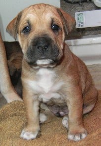 Publication : hasta siempre Auteur : nicolas derambure