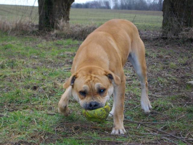 Publication : hasta siempre Auteur : nicolas derambure