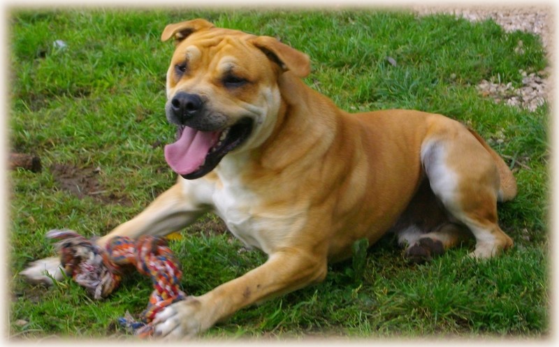 Publication : hasta siempre Auteur : nicolas derambure