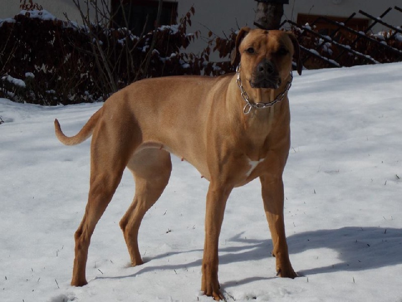 Publication : du feu de poil Auteur : goya