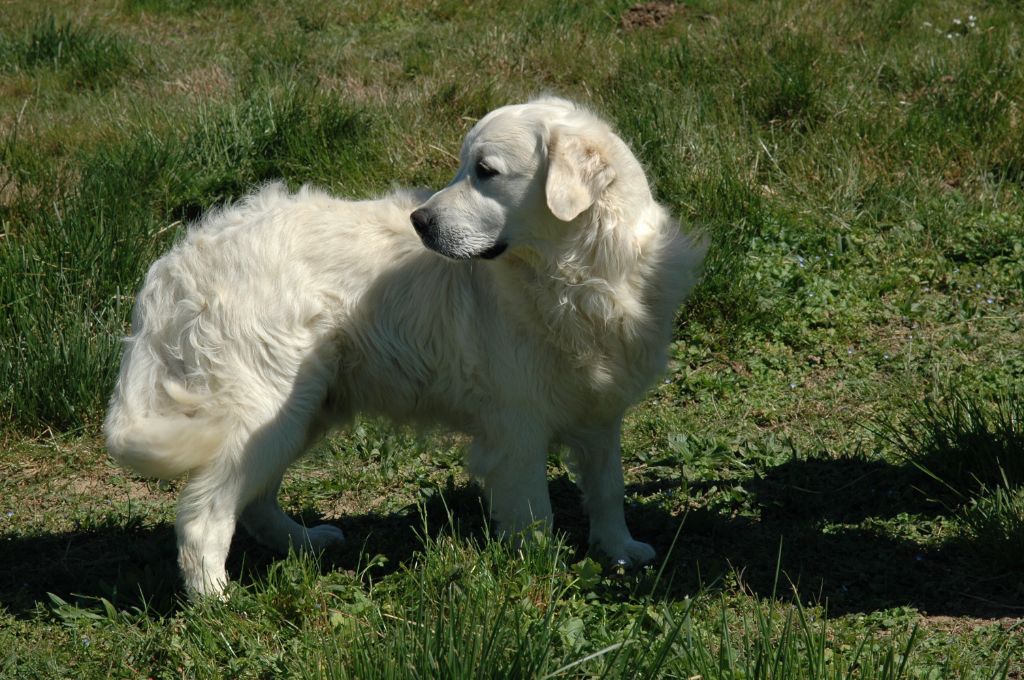 Ubert de la vallée d'helios