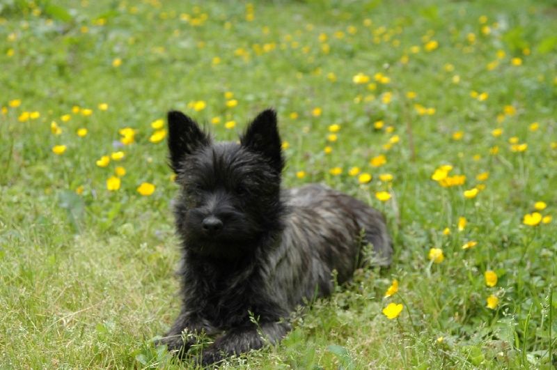 Publication : de la pinkinerie