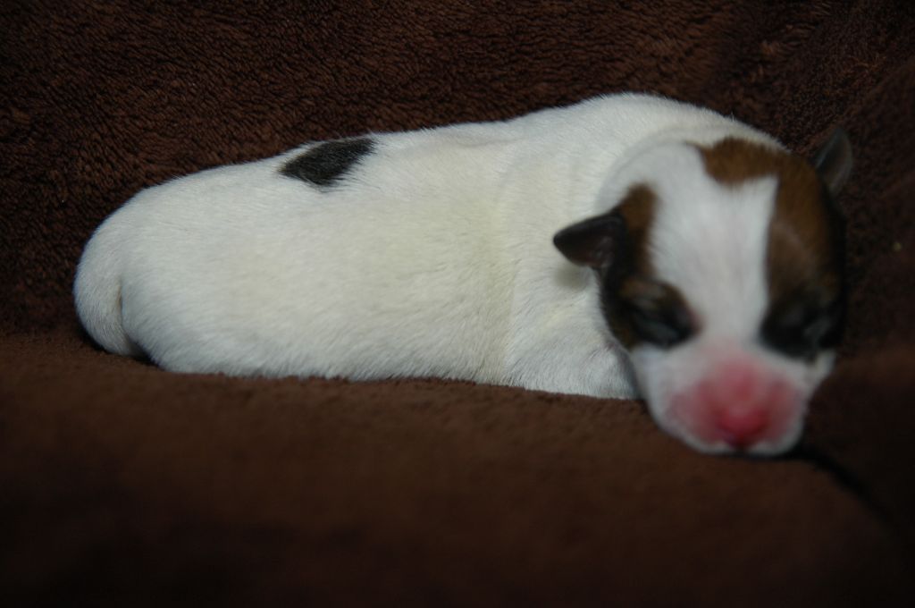 femelle N°1 - Jack Russell Terrier