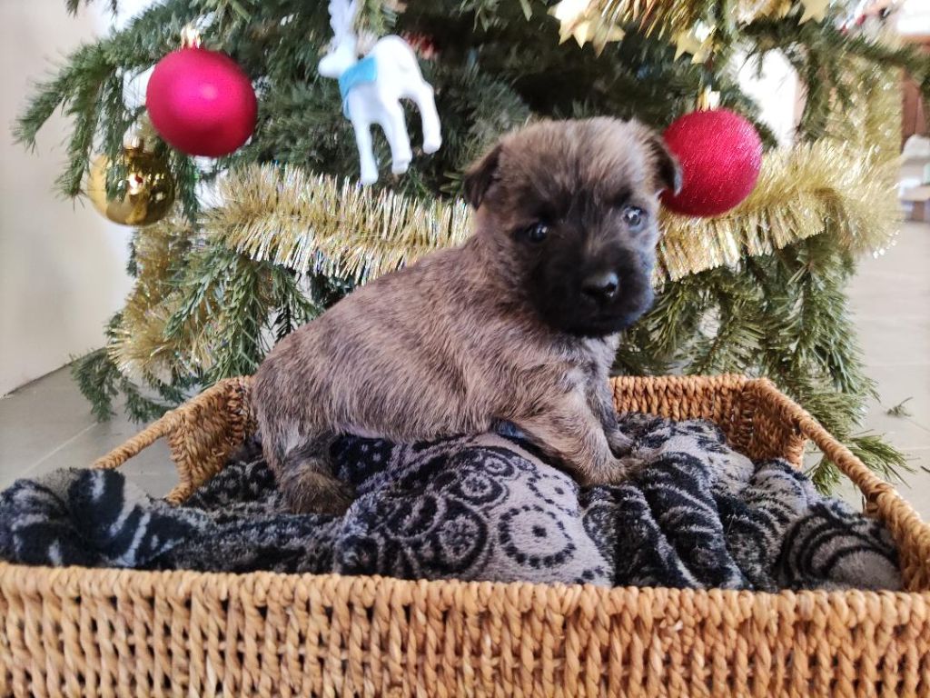 Cairn Terrier