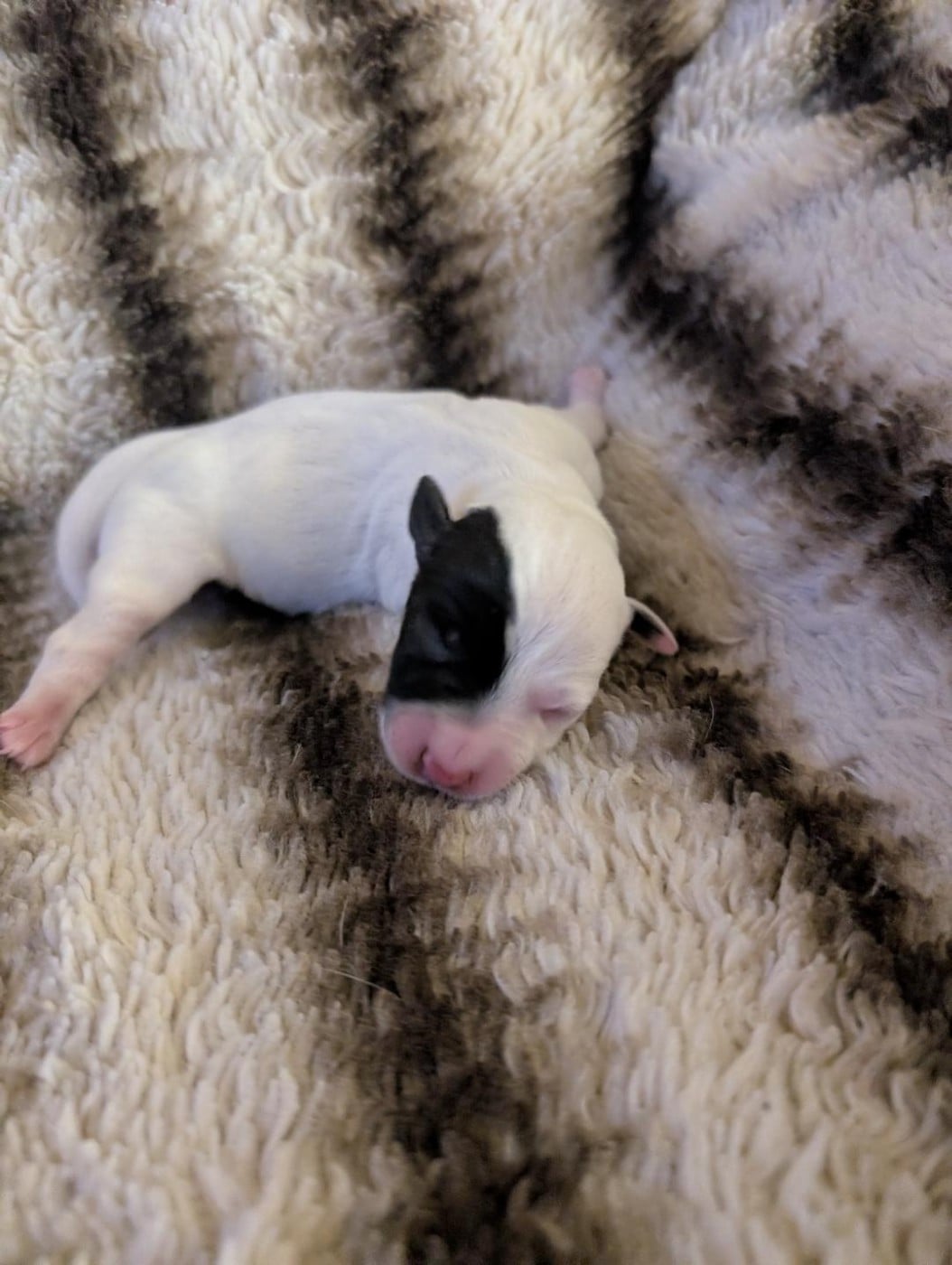 CHIOT 1 - Jack Russell Terrier