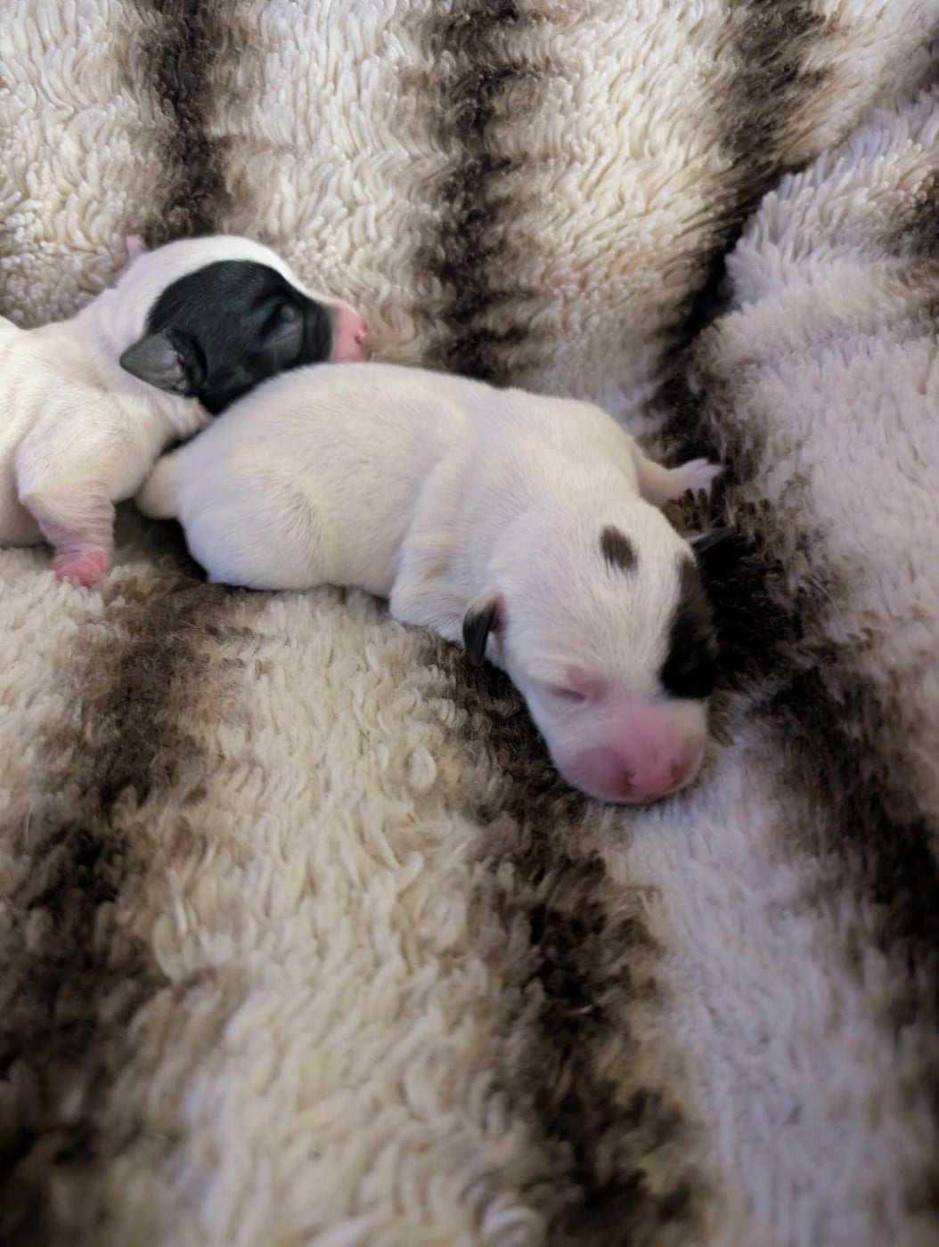 CHIOT 2 - Jack Russell Terrier