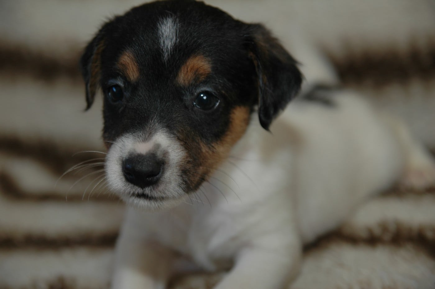Jack Russell Terrier - de la pinkinerie