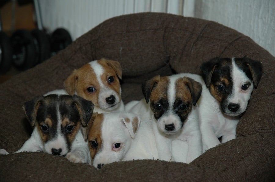 Jack Russell Terrier - de la pinkinerie