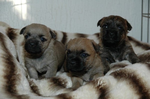 B - Cairn Terrier
