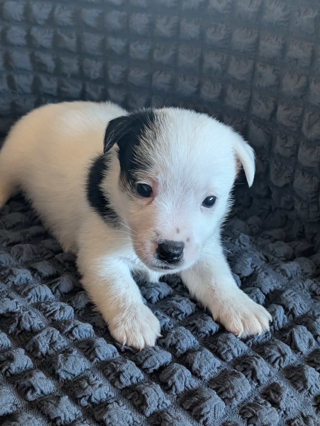 mâle 1 - Jack Russell Terrier