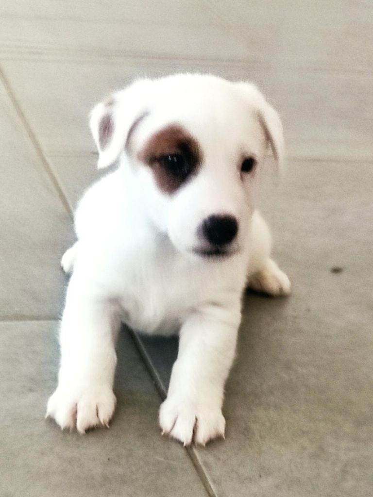 mâle n°1 - Jack Russell Terrier