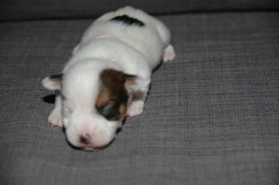 Les chiots de Jack Russell Terrier