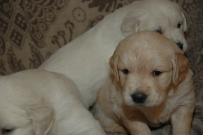Les chiots de Golden Retriever