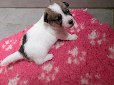 Les chiots de Jack Russell Terrier