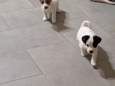 Les chiots de Jack Russell Terrier