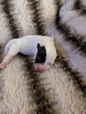 Les chiots de Jack Russell Terrier