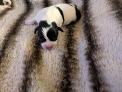 Les chiots de Jack Russell Terrier