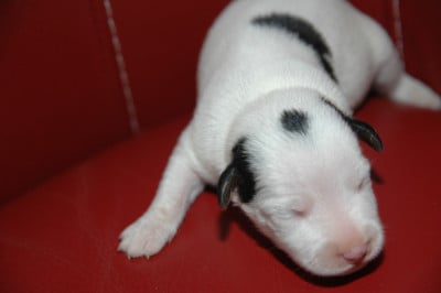 Les chiots de Jack Russell Terrier