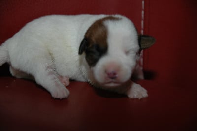 Les chiots de Jack Russell Terrier