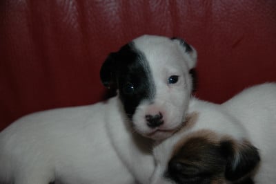 Les chiots de Jack Russell Terrier