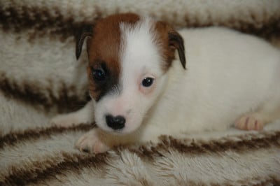 Les chiots de Jack Russell Terrier