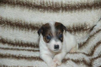 Les chiots de Jack Russell Terrier