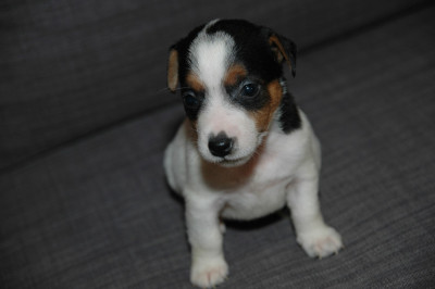 Les chiots de Jack Russell Terrier