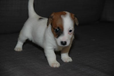 Les chiots de Jack Russell Terrier