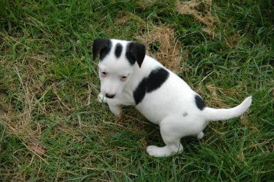 Les chiots de Jack Russell Terrier