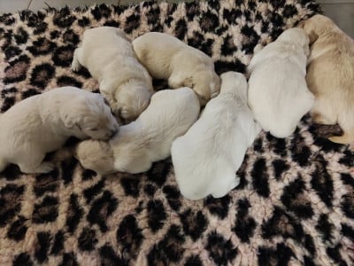 Mâle fauve - Golden Retriever