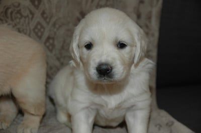 Les chiots de Golden Retriever