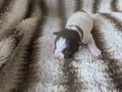 Les chiots de Jack Russell Terrier