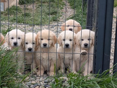 Les chiots de Golden Retriever