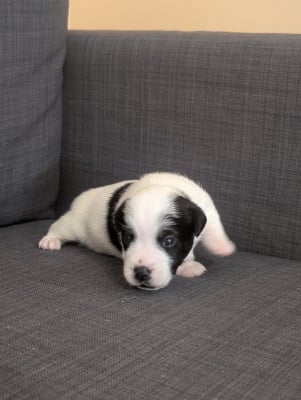 Les chiots de Jack Russell Terrier