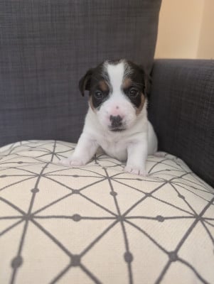 Les chiots de Jack Russell Terrier